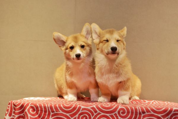 宬骏青云犬舍 