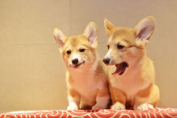 宬骏青云犬舍 
