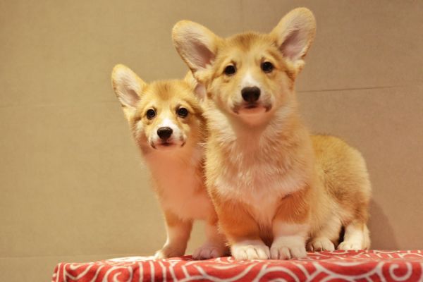 宬骏青云犬舍 