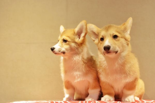 宬骏青云犬舍 