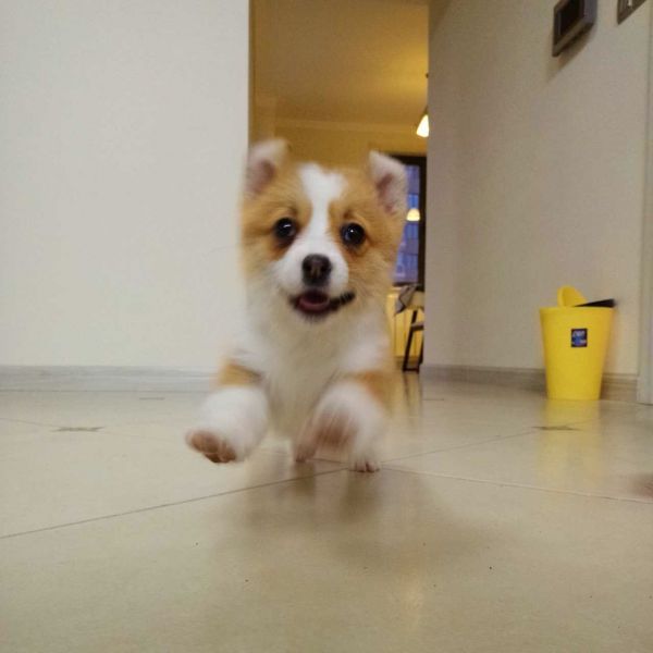 火锅