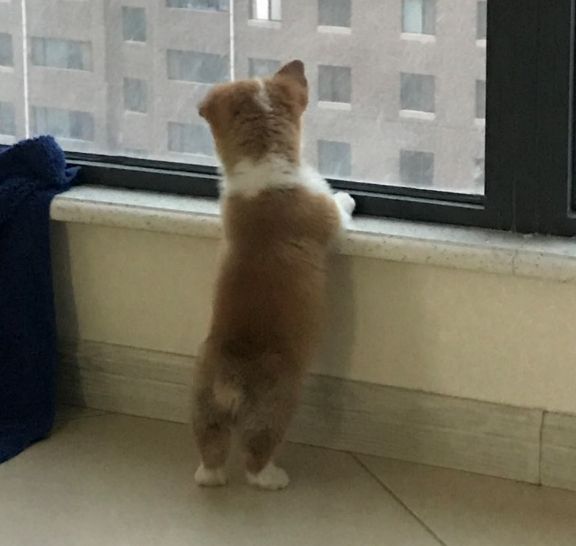 火锅