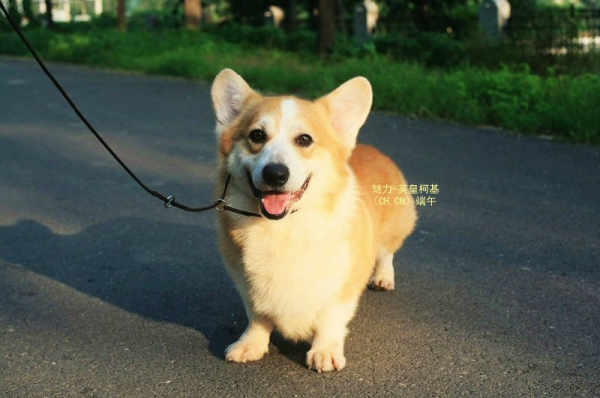 端午1.png