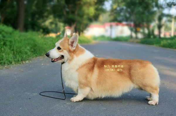 端午2.png