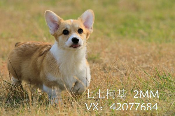 54024230156299737.jpg
