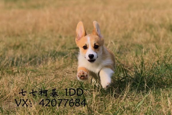 115390108521374663.jpg
