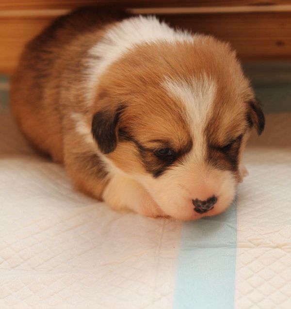 双色小公基 超可爱的