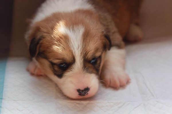 大哥 双色公基 超级大骨量