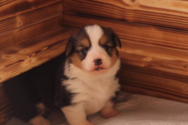 大骨量小母基 三色