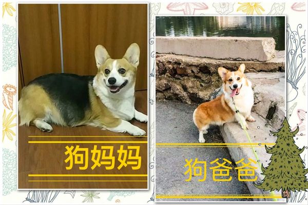 狗爸妈.jpg