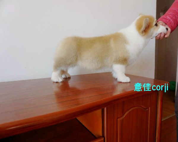 大妹妹