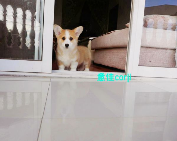 六妹妹