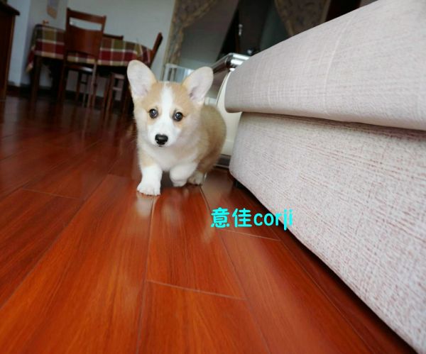 六妹妹