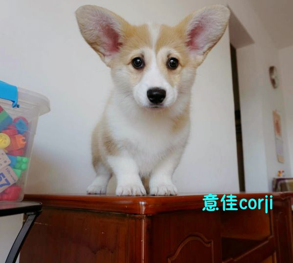 大妹妹