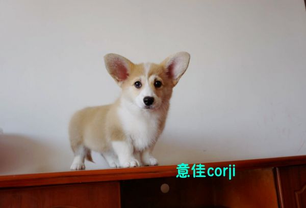 大妹妹