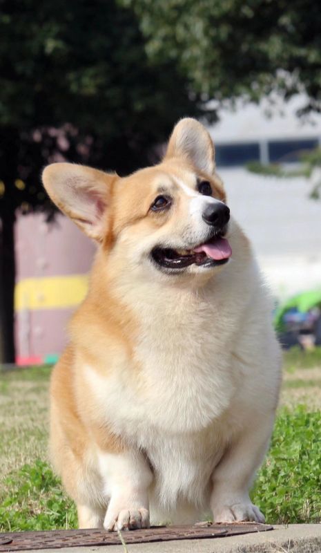 小猪4.jpg