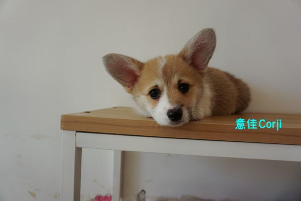 QQ图片20171221142649.jpg