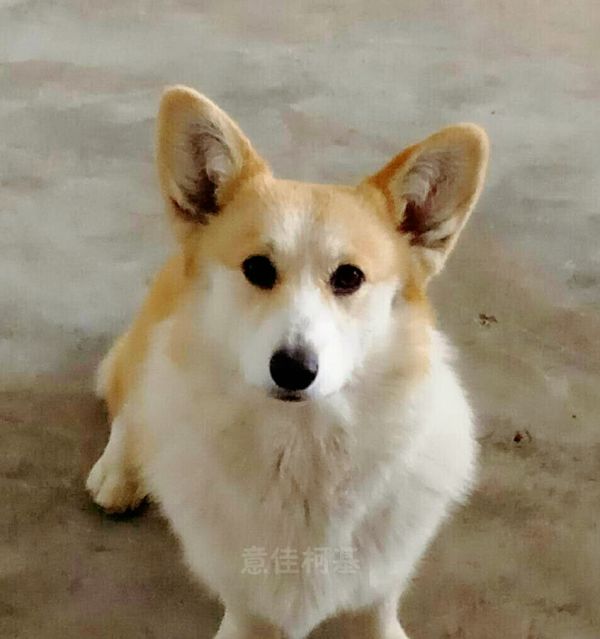 波雅1.jpg