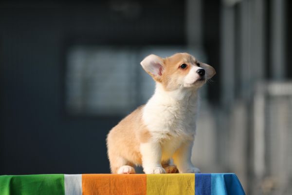 IMG_9820_爱奇艺.jpg