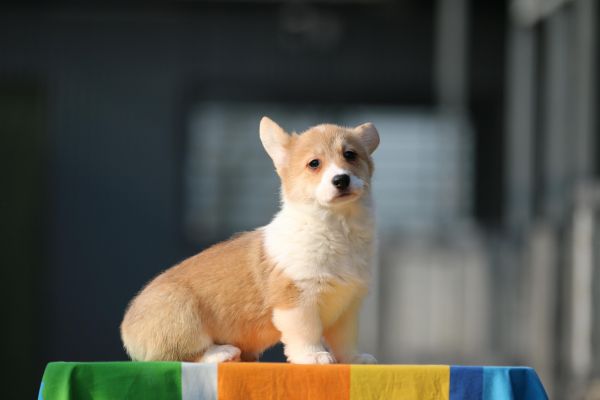 IMG_9824_爱奇艺.jpg