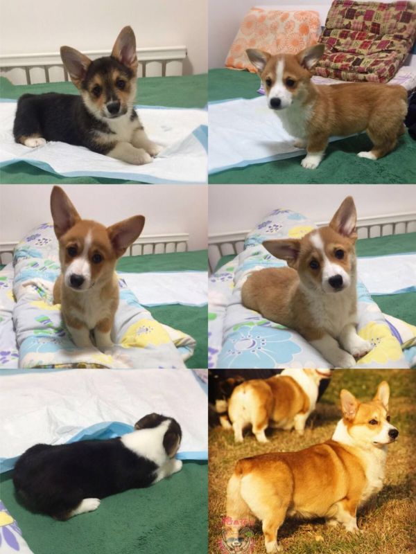 webwxgetmsgimg (1).jpg