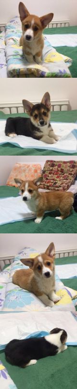 webwxgetmsgimg (2).jpg