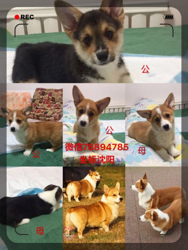 webwxgetmsgimg (3).jpg