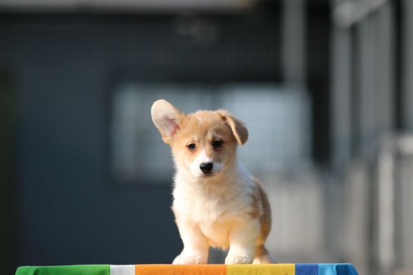 IMG_9819_爱奇艺.jpg