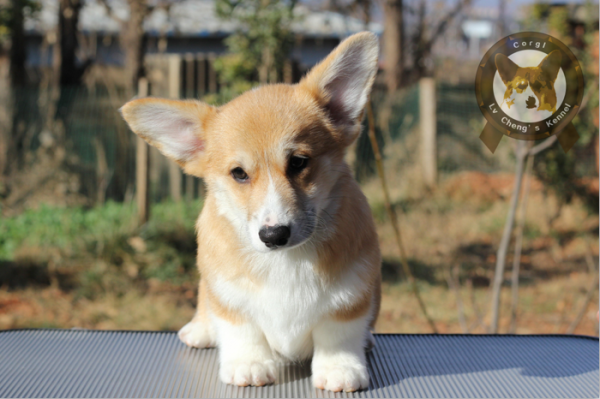 爱奇艺20180120132607.png