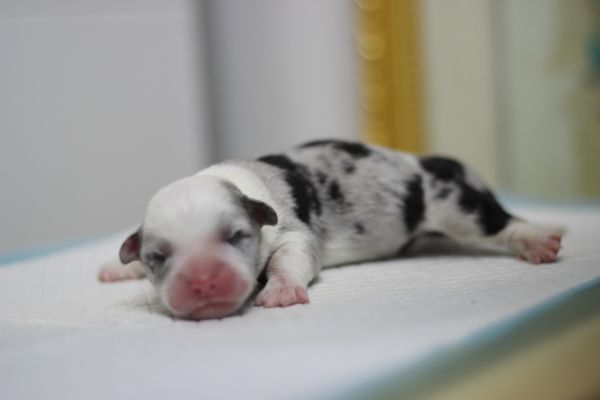 孟云 2日龄 (22).JPG