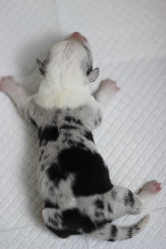 孟云 2日龄 (25).JPG