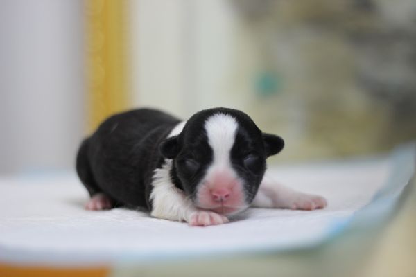 林佳 2日龄 (9).JPG