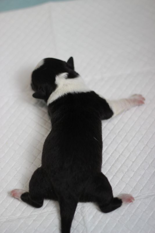 林佳 2日龄 (12).JPG