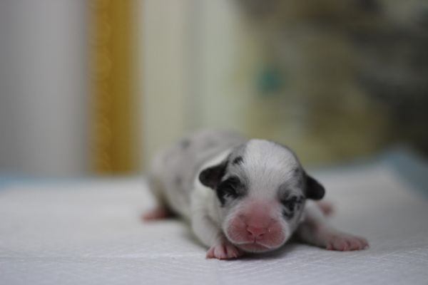 王梓 2日龄 (19).JPG