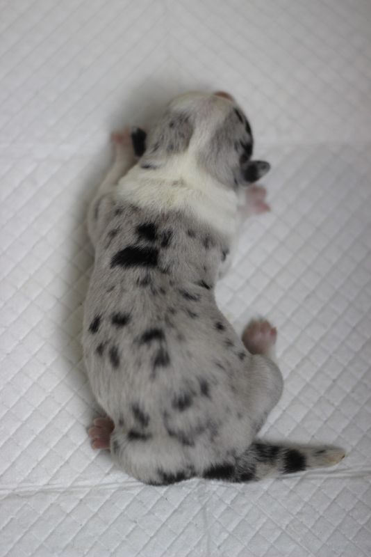 王梓 2日龄 (21).JPG