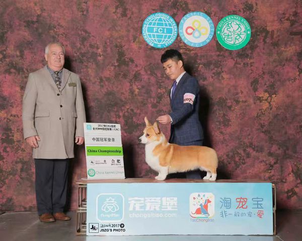 狗爸