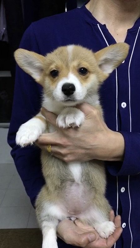 小母