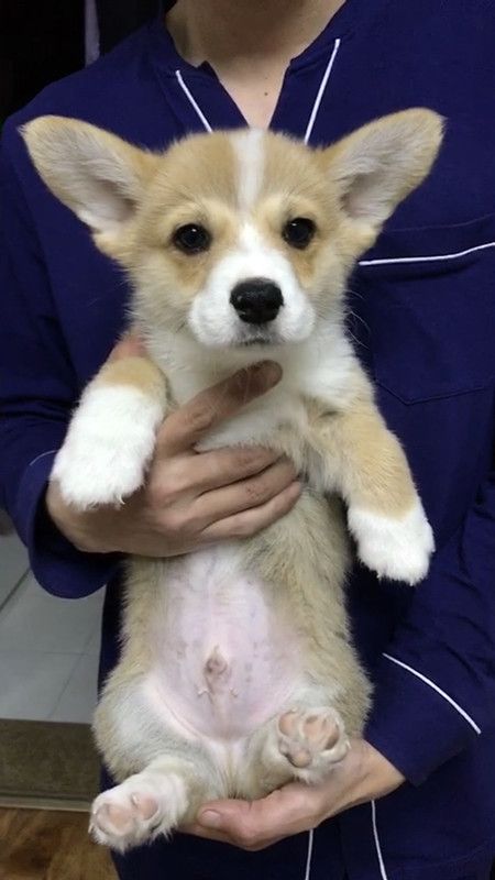 小公