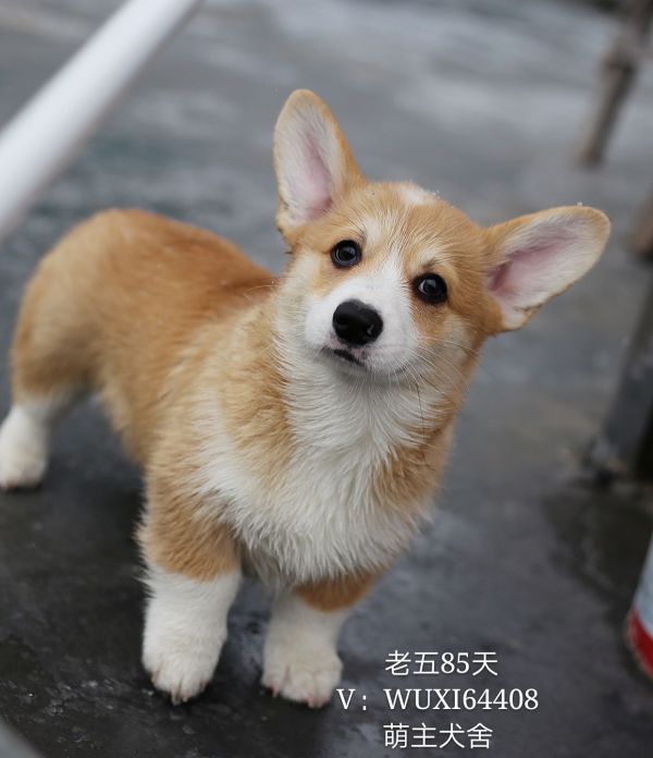IMG_9278_mh1517029663367_看图王.jpg