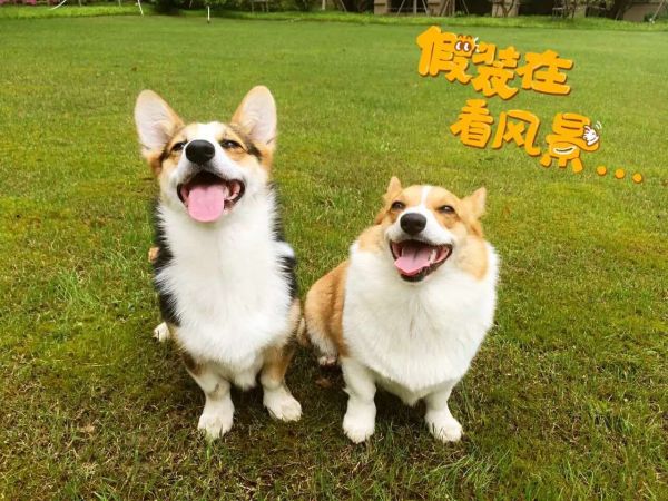 狗嘛嘛