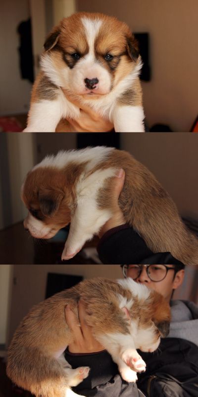 双色基 大白 公