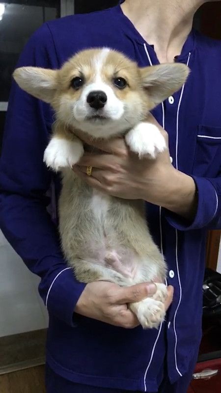 奶油脸小公