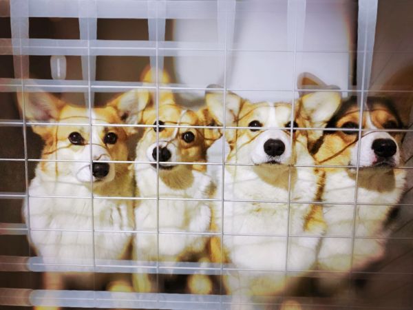 家养四只狗爸爸狗妈妈们