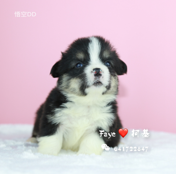 QQ图片1.png