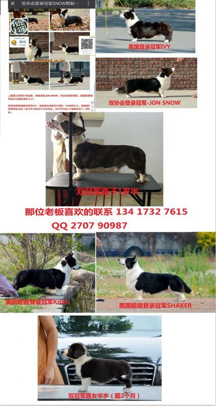 美国超级登录冠军后代一公一母