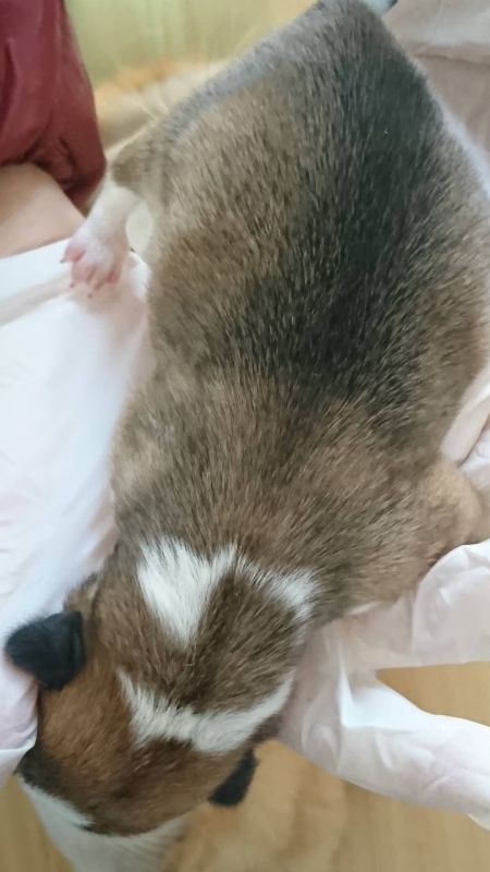 老二黄白母