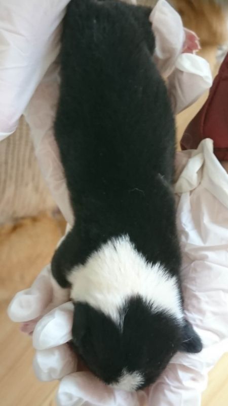 老三三色公