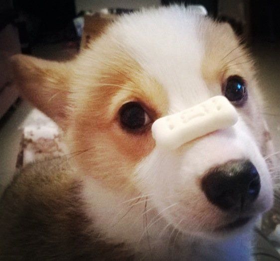 鲍照咯，顶饼干的么么哒