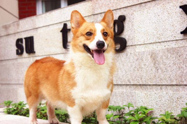 狗狗 017_副本.jpg