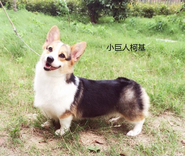 狗妈妈